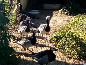 Bernikla Bielolíca / Kačica Mandarínska / Kanadská hus/ Husi - 7