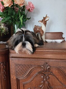 Shih tzu s pp FCI - 7