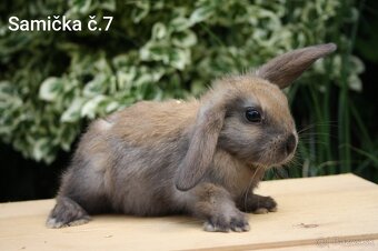 Zdrobnené barančeky na maznáčika aj králičí hop - 7