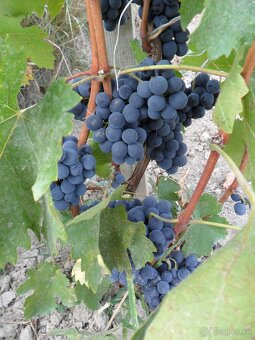 predám záhradu s vinicou - 7