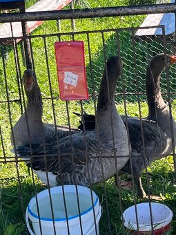 Landenské húsky - 7