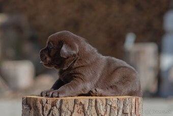 Labrador retriever s PP,  Labradorsky retriever - 7