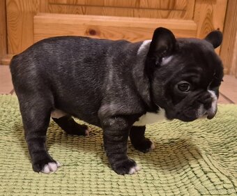 Francúzsky buldoček,buldog,bulldog - 7