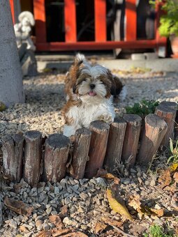 Shih-tzu fenka s PP (shihtzu, shih tzu , šicu, sicu) - 7