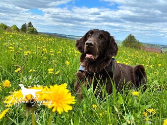 Flat coated retriever - 7