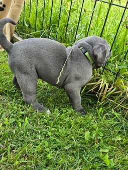 Cane corso krytie - 7