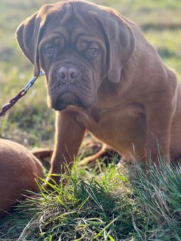 Bordeauxská doga s PP pes - 7