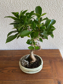 Fikus Ficus Retusa bonsaj1 - 7