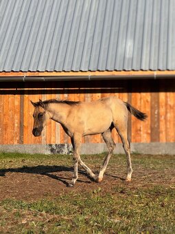 GRULLO ROAN APH ŽREBČEK NA PREDAJ, 7 PANEL N/N, NOVÁ KRV - 7