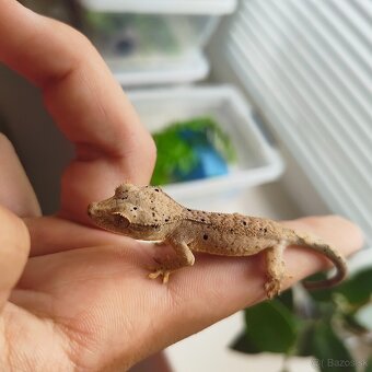 Pagekon riasnatý/Correlophus ciliatus - 7