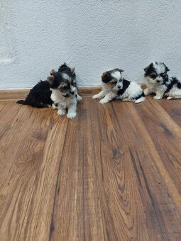 Yorkshirsỳ terier mini - 7