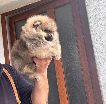 Pomeranian mini - 7