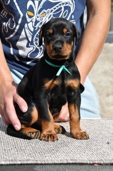 Doberman - 7