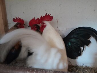 (P) sliepky bantamky liliputky ayam serama japonka chabo - 7