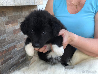 border kólia (collie, kolia) - 7