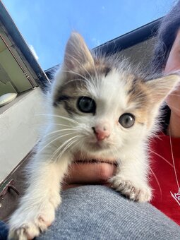 Darujeme mačiatka do dobrých rúk - 7