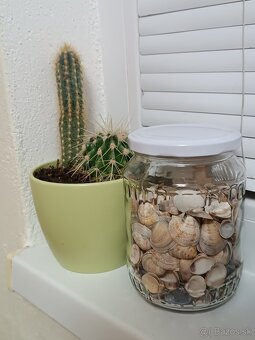 Dekoračné mušle - 7