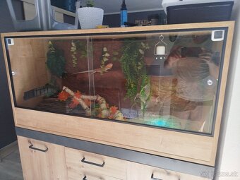Predam mesiac stare terarium z agamami - 7