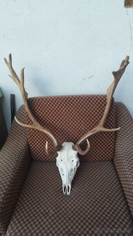 Predám trofej Daniela parožie zhody trofeje. - 7