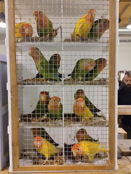 agapornis ružovohrdlý - 7