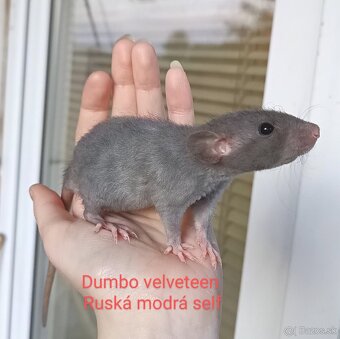 ❤ Dumbo, velveteen potkaníky - 7