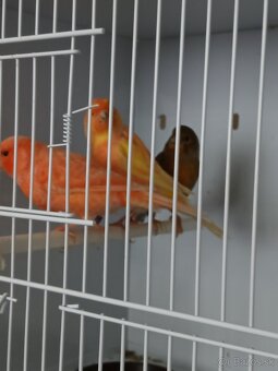 Predám - 7