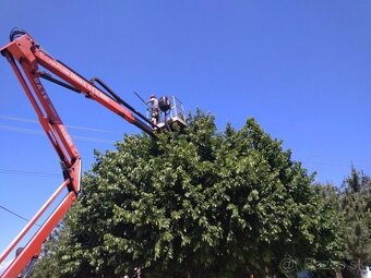 Rez a výrub stromov, arboristika - 7