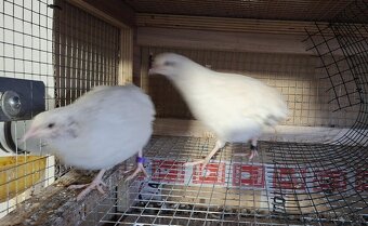 Predam krasnych kohutov preplice japonskej - 7