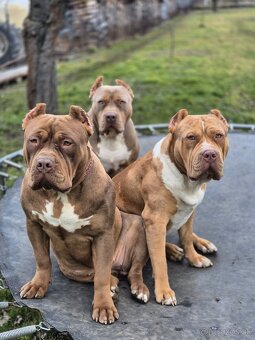 American bully XL - 7
