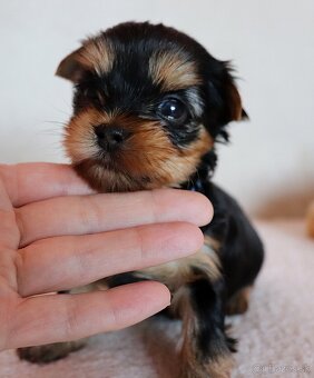 Yorkshire Terrier - 7