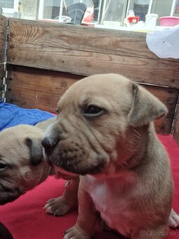 Predám šteniatka stafford/American bully - 7