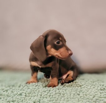 Jazvečík trpasličí - 7