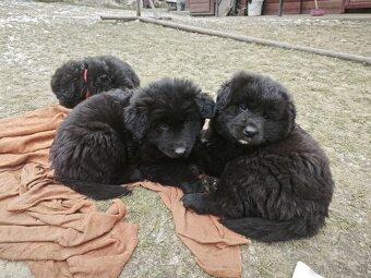 Predám šteniatka - 7