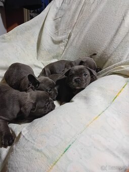 Fr.buldocek modre - 7