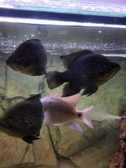 americké cichlidy - 7