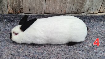 N.O. Strakoš, Kalifornsky - 7