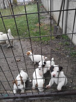 Predám šteňatá Jack Russel - 7