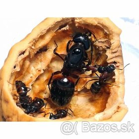 Camponotus ligniperda - 7