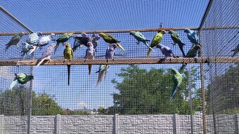 Alexandre malé 03/2025 - 7