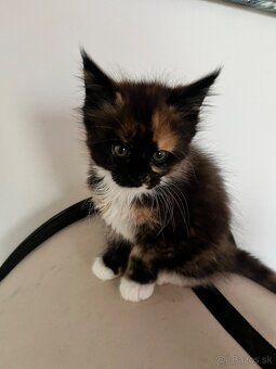 Maine coon / mainska myvalia s PP - 7