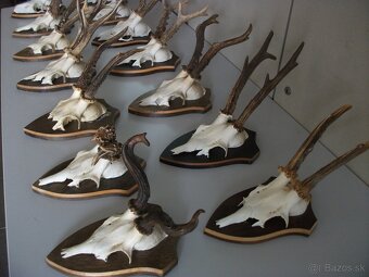 Predám 14ks srnčie trofeje-dovoz Rakúsko. - 7