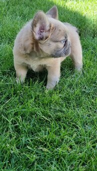 Francúzsky buldoček - 7