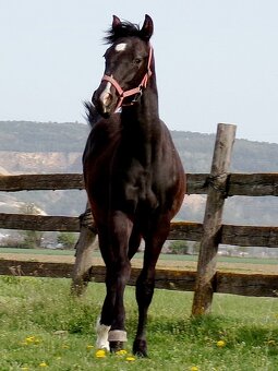 appaloosa žrebček - 7