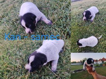 Australsky dobytkársky pes Cattle dog - 7