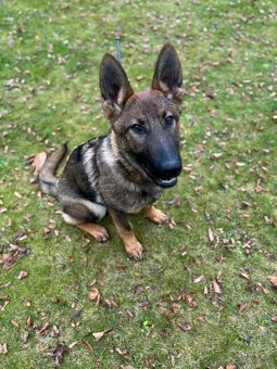 Fenka NO - FIALKA - 7