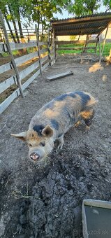 Predám Kune kune - 7