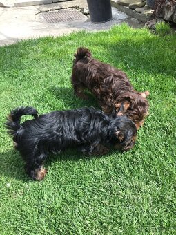 Yorkshire Terrier - 7
