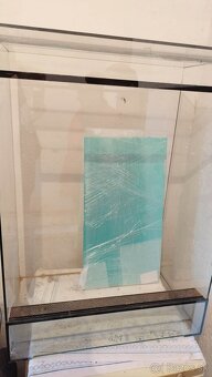 Chameleon jemensky – par - 7