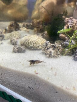 Pseudo-morské akvárium - 7