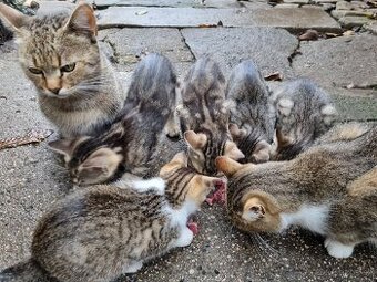 Darujem mačiatka - 7